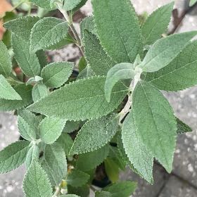 Photo of the plant species Mexican Bush Sage by @NiceStaraloe66 named James Dean on Greg, the plant care app