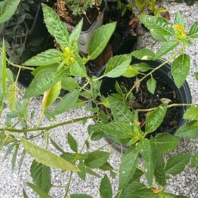 Photo of the plant species Mohintli by @NiceStaraloe66 named Taylor Swift on Greg, the plant care app