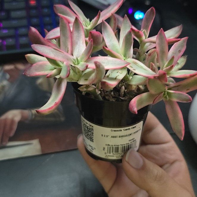 Photo of the plant species Crassula 'Candy Cane' by @ProfessorAleks named Jack on Greg, the plant care app
