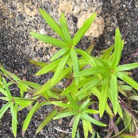 Photo of the plant species Easter Orchid by @JazzedAsarina2 named Beckham on Greg, the plant care app