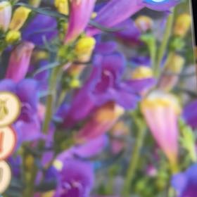 Photo of the plant species Penstemon 'Margarita BOP' by @SteamyFeijoa named Rihanna on Greg, the plant care app