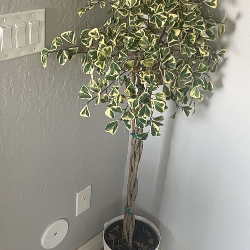 Photo of the plant species Triangle Ficus by @Rachellina named Mollie on Greg, the plant care app