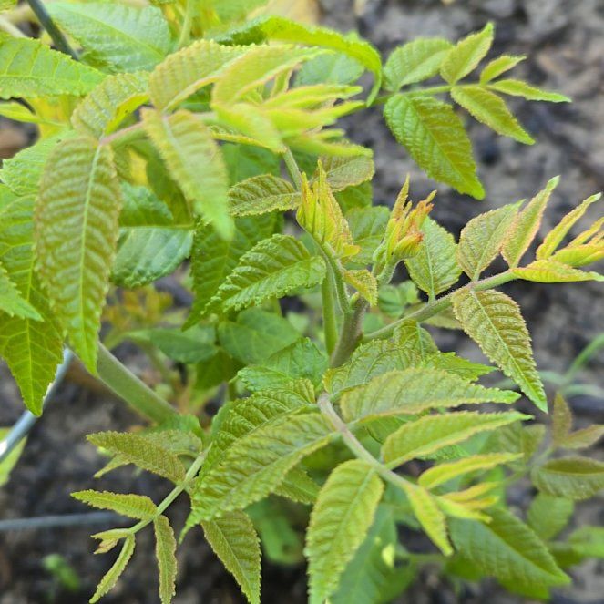 Photo of the plant species Sicilian Sumac by @TryWorm59 named Naomi on Greg, the plant care app