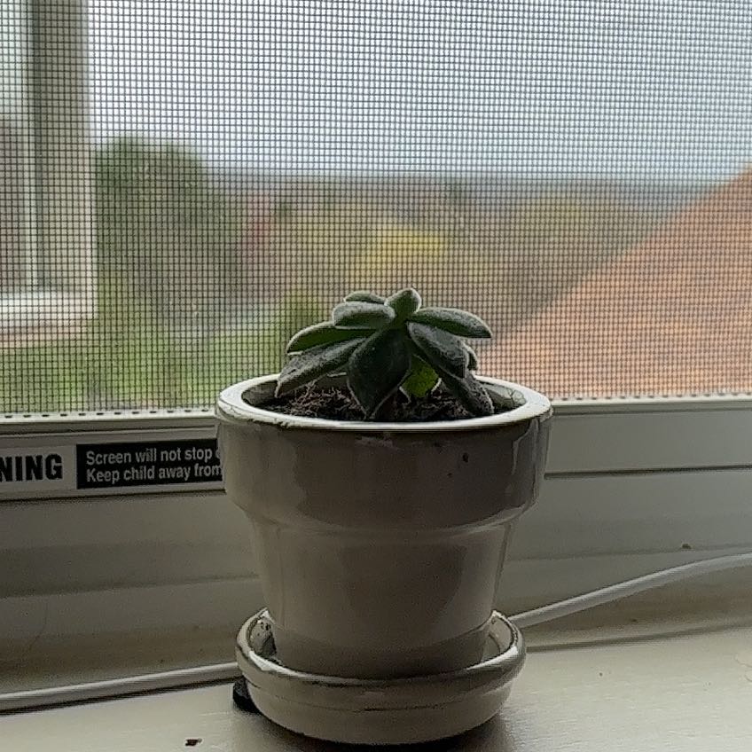 Photo of the plant species Doris Taylor/Wooly Rose by @AdeptCapeivy61 named Doris on Greg, the plant care app