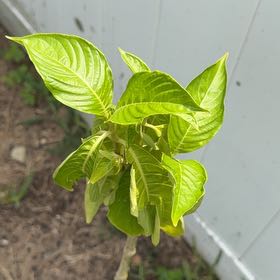 Photo of the plant species Brazilian Red-Cloak by @LoyalBasil40 named Apollo on Greg, the plant care app