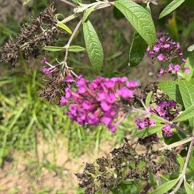 Photo of the plant species Orange Eye Butterflybush by @LoyalBasil40 named Bella on Greg, the plant care app