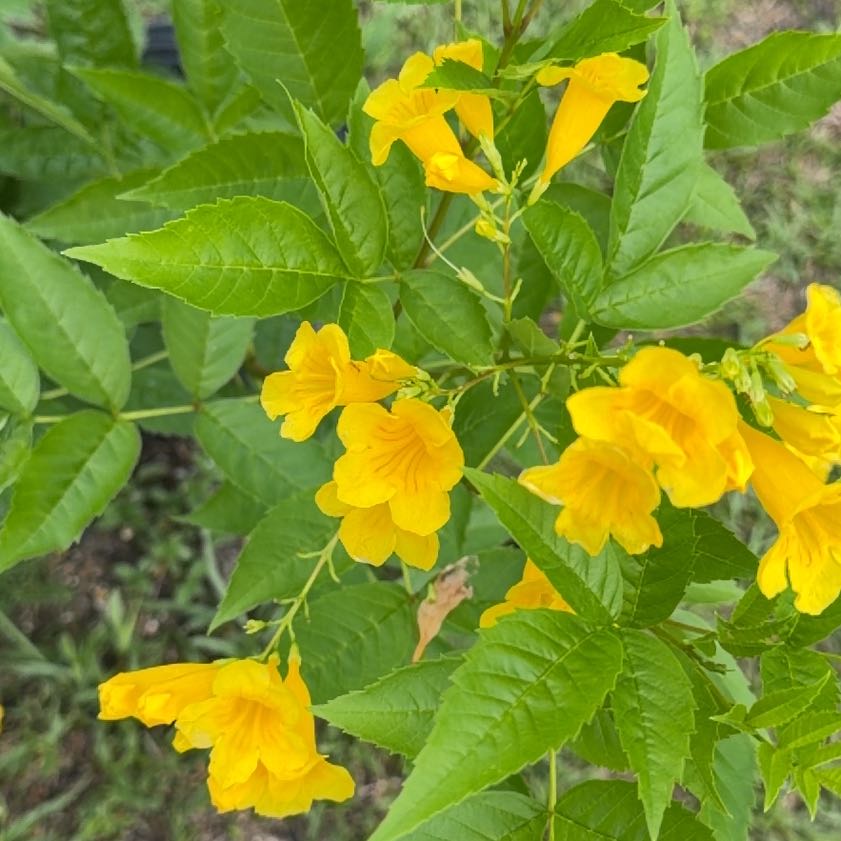 Photo of the plant species Yellow Bells by @LoyalBasil40 named Huckleberry Fern on Greg, the plant care app