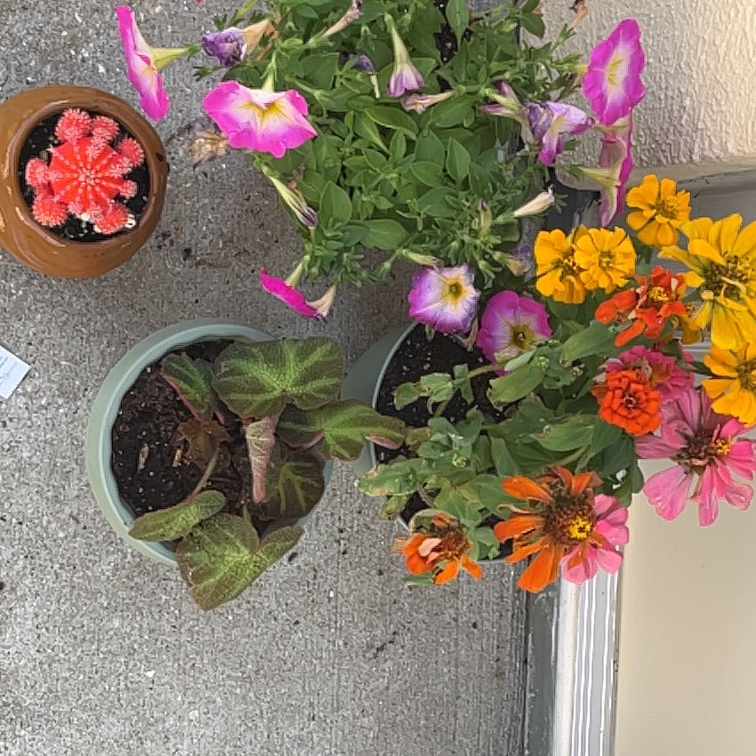 Photo of the plant species Petunia 'Capella Pink Morn' by @WhizPeyote85 named Delilah on Greg, the plant care app