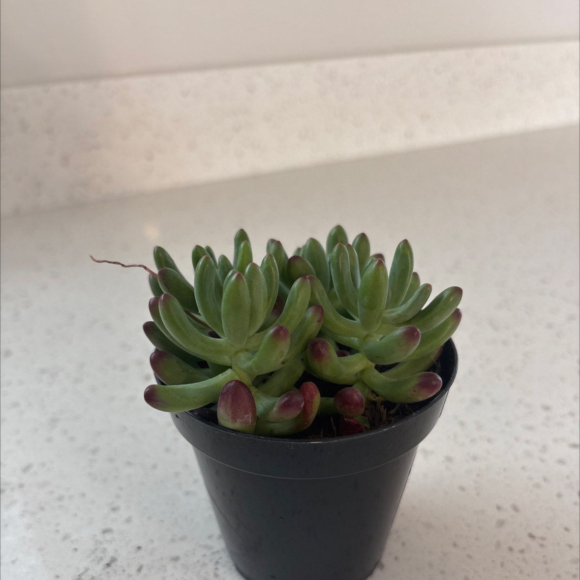 Photo of the plant species Sedum pachyphyllum 'Salsa' by @BraveSarcodes43 named Sukuna on Greg, the plant care app