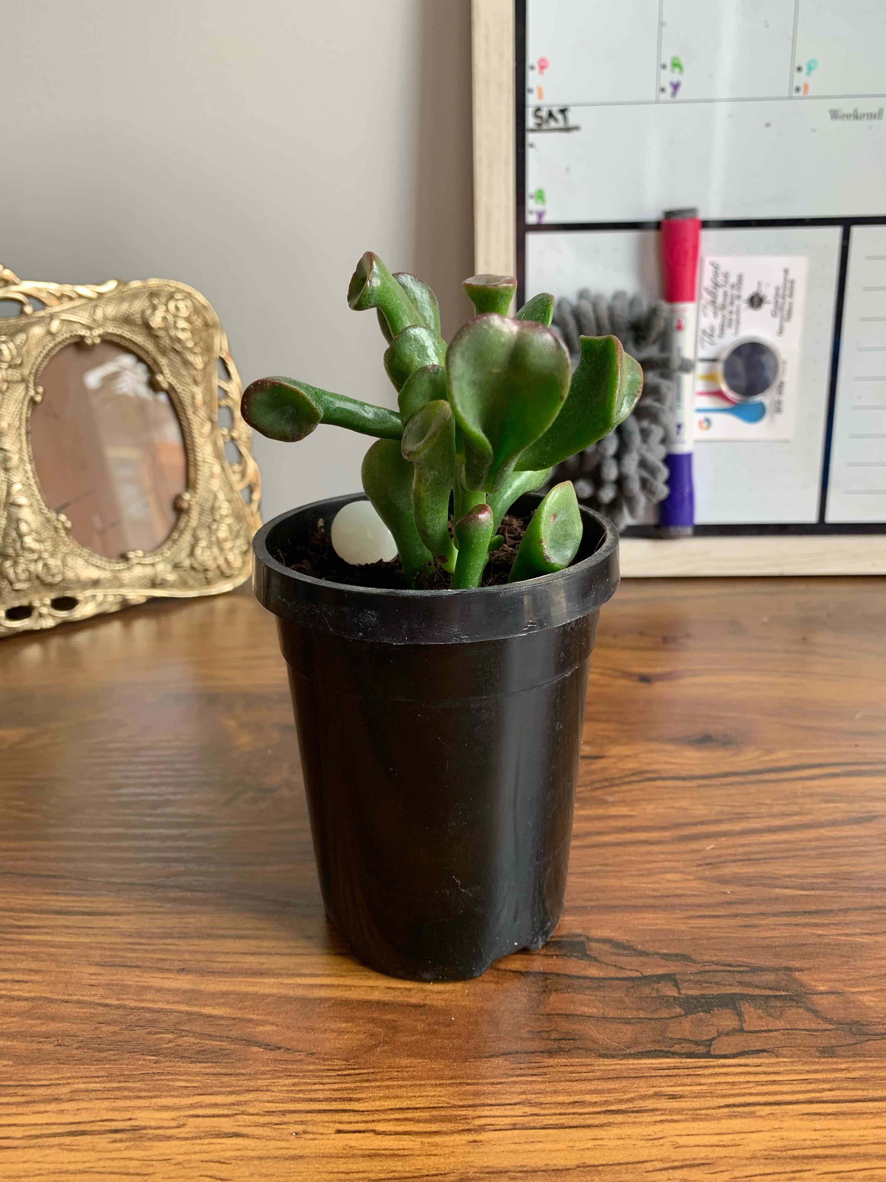 Photo of the plant species Ogre's Ears Jade by @nwells1227 named Dolores on Greg, the plant care app