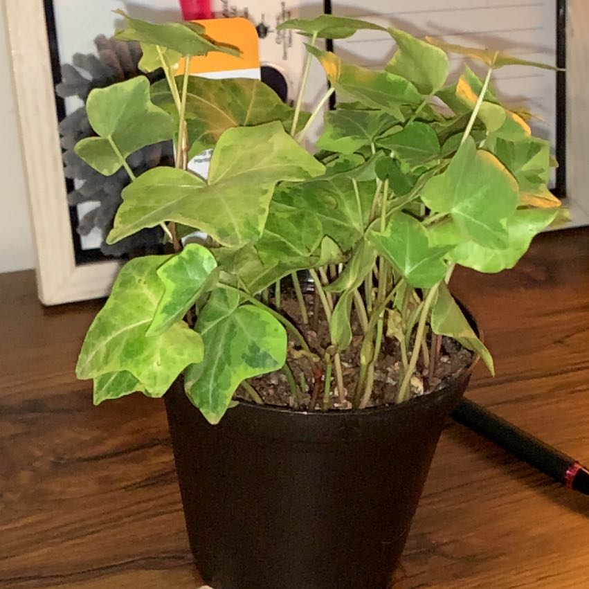 Photo of the plant species Golden Child Ivy by @nwells1227 named Midas on Greg, the plant care app