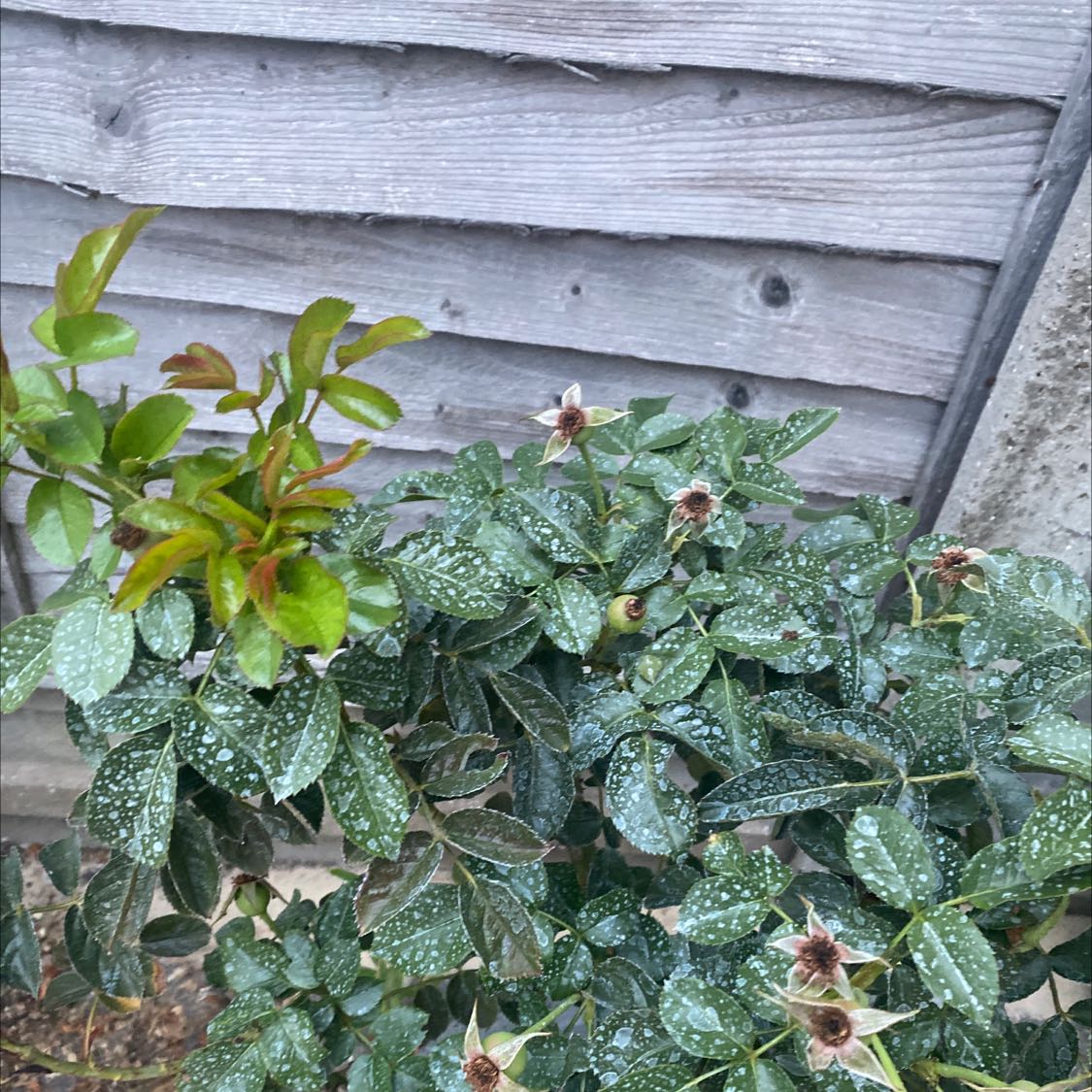 Dog Rose plant with wet leaves and browning tips against a wooden fence.