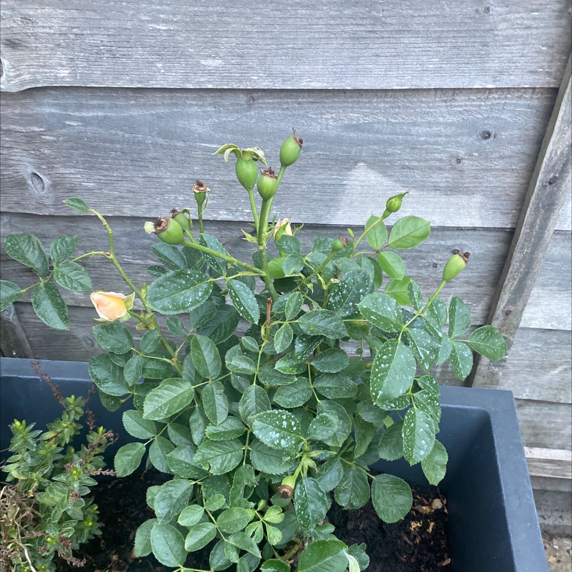 Dog Rose plant in a pot with green leaves and rose hips, some white spotting on leaves.
