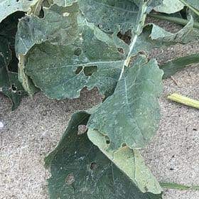 Photo of the plant species Brassica Napus by Jeanette named Orlando Bloom on Greg, the plant care app