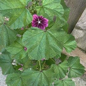 Photo of the plant species High Mallow by Jeanette named Drake on Greg, the plant care app