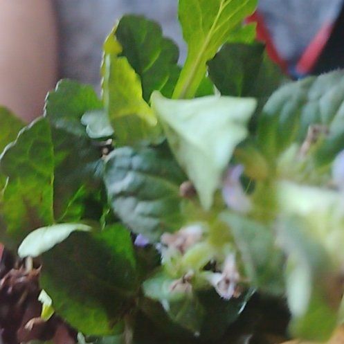 Photo of the plant species Beta Vulgaris by @DollAgarito5 named Coco on Greg, the plant care app