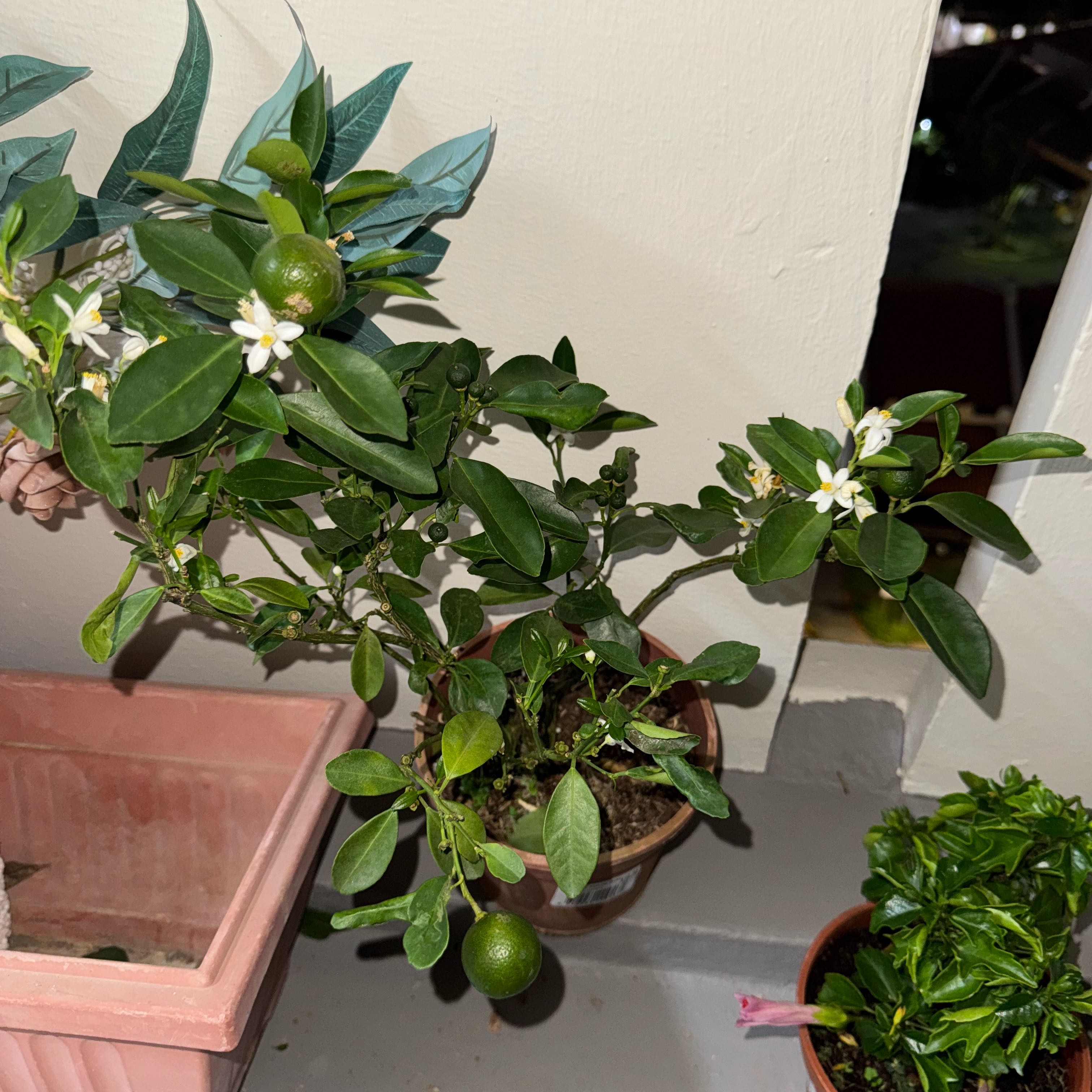 Photo of the plant species Tahitian Lime by @LordBlackspruce named Winston on Greg, the plant care app