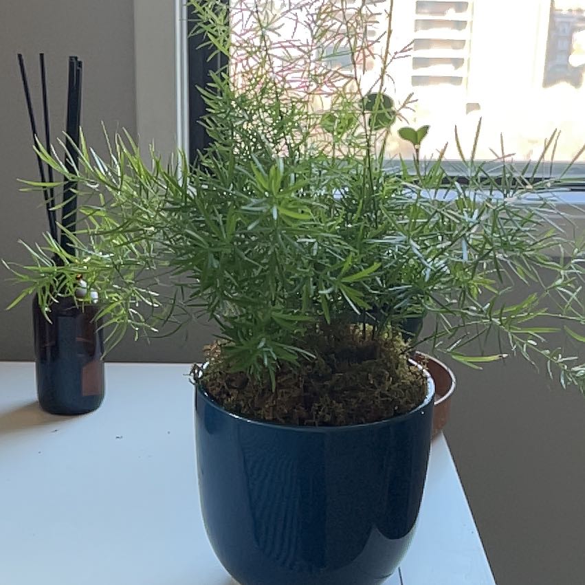 Photo of the plant species Fern by @SuaveEarthstar named Elle on Greg, the plant care app