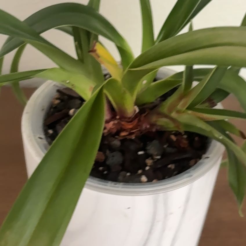Photo of the plant species Phragmipedium Orchid by @AlwaysJavafern named Gates on Greg, the plant care app