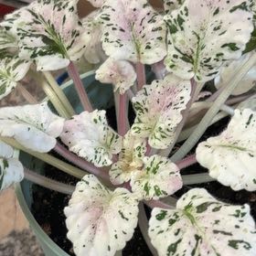 Photo of the plant species African Violet 'Rocco Pink' by @AlwaysJavafern named Zeus on Greg, the plant care app