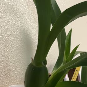Photo of the plant species Unforgetable Oncidium by @AlwaysJavafern named Homer on Greg, the plant care app