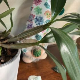 Plant care for Brassocattleya 'Hoku Gem Sun Spots' on Greg, the plant care app