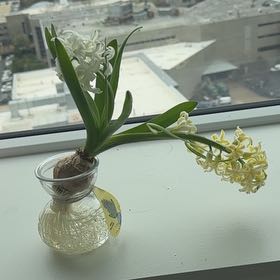 Photo of the plant species White Hyacinth by @LucidBabystears named Elle on Greg, the plant care app