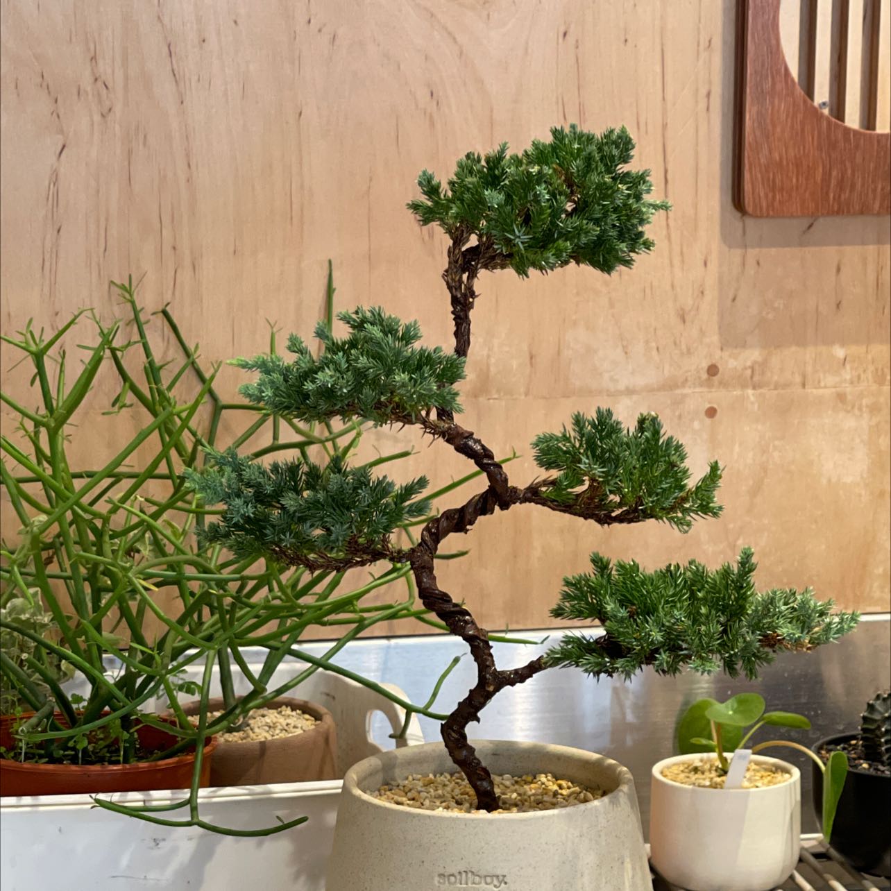 Japanese Garden Juniper in a pot with other plants in the background.