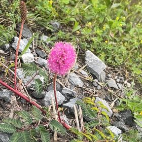 Photo of the plant species Florida Mimosa by @NiceTule70 named Clooney on Greg, the plant care app