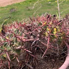 Photo of the plant species Coast Barrel Cactus by @PrizedTupeia38 named Nithin on Greg, the plant care app