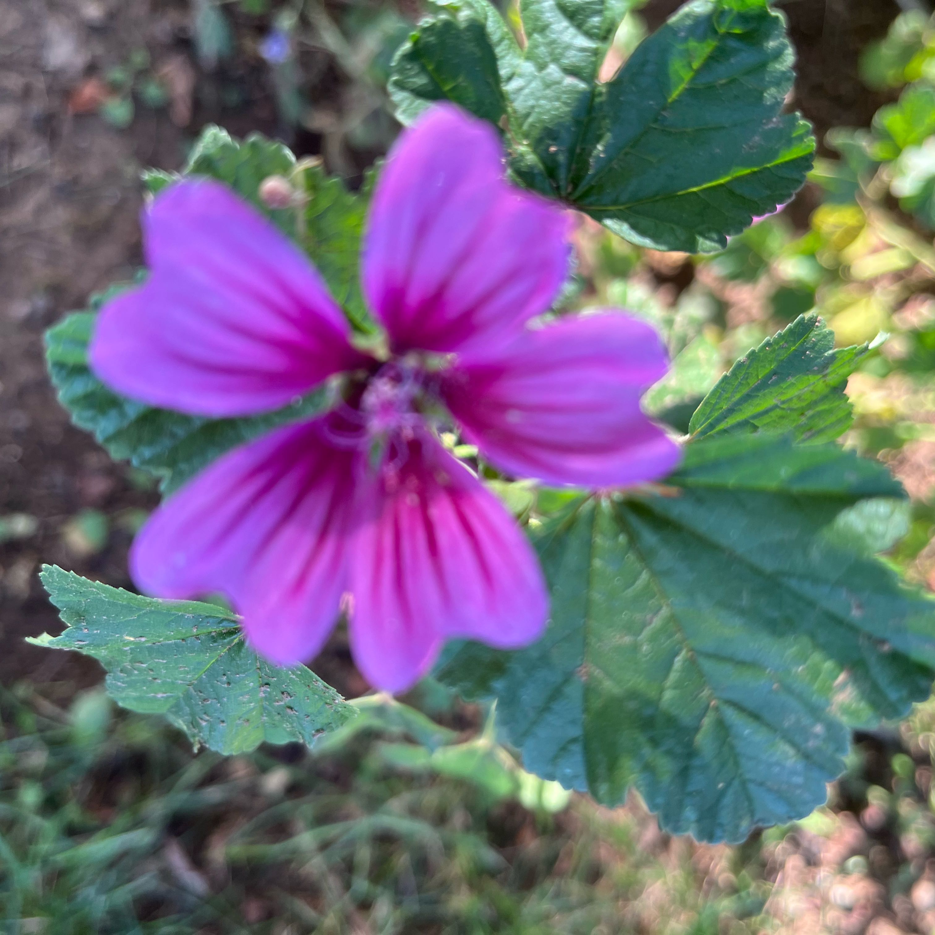 Photo of the plant species High Mallow by @VastDandelion60 named LiloStitch on Greg, the plant care app