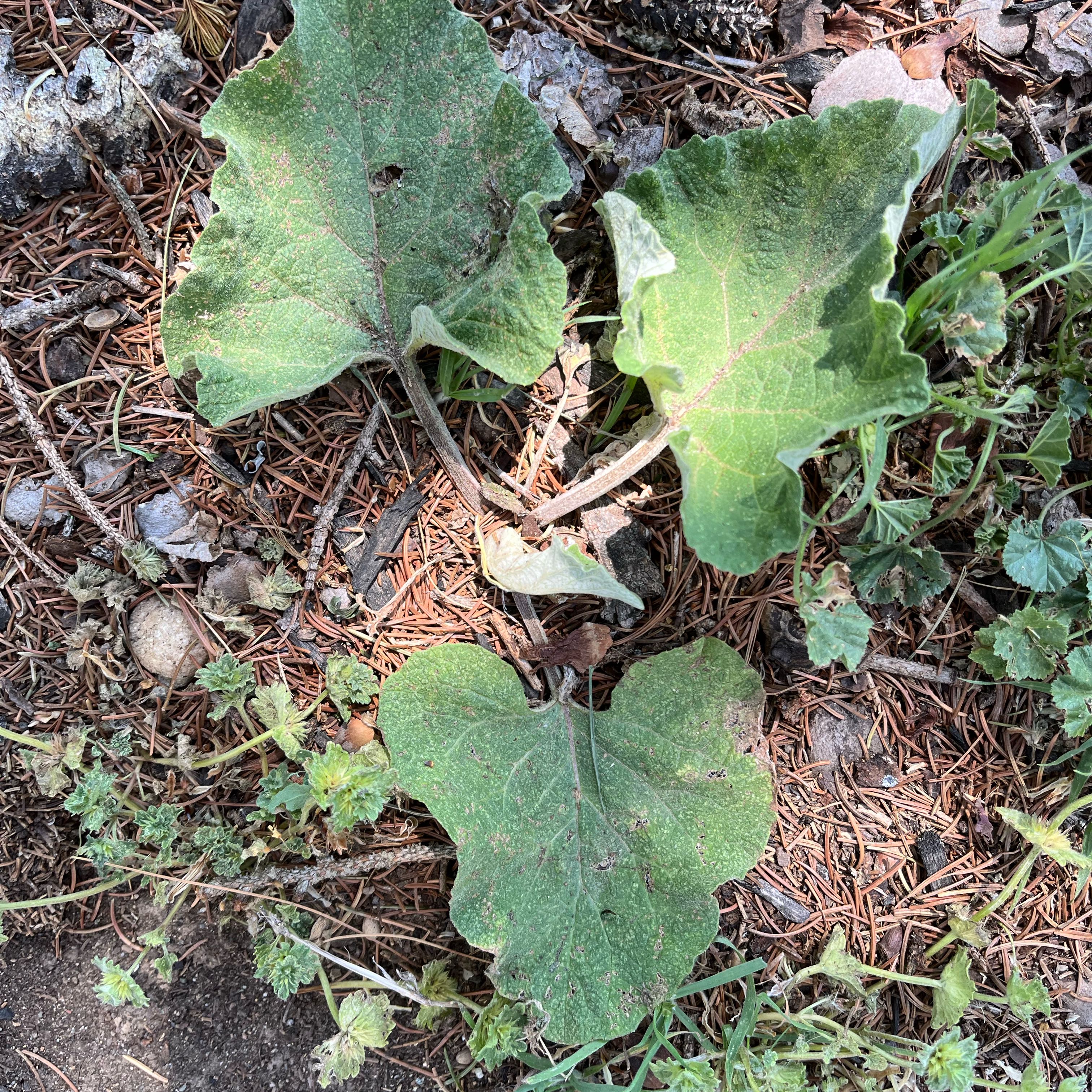 Photo of the plant species Lesser Burrdock by @VastDandelion60 named Lebron on Greg, the plant care app