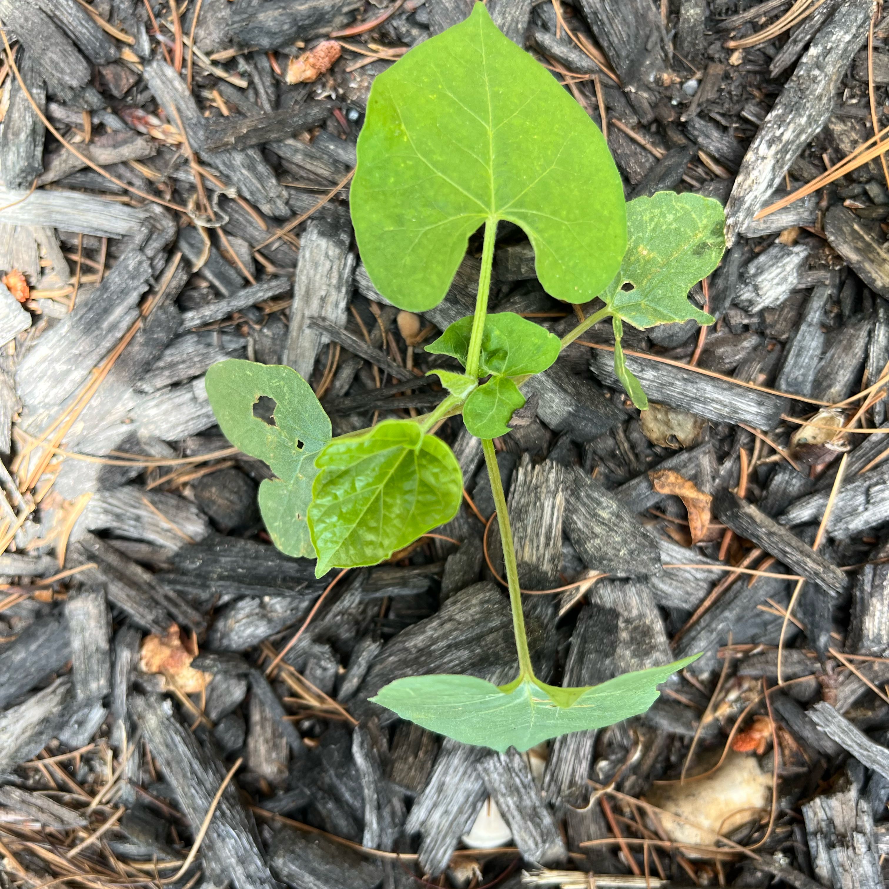 Photo of the plant species Black Bindweed by @VastDandelion60 named Figyonce on Greg, the plant care app