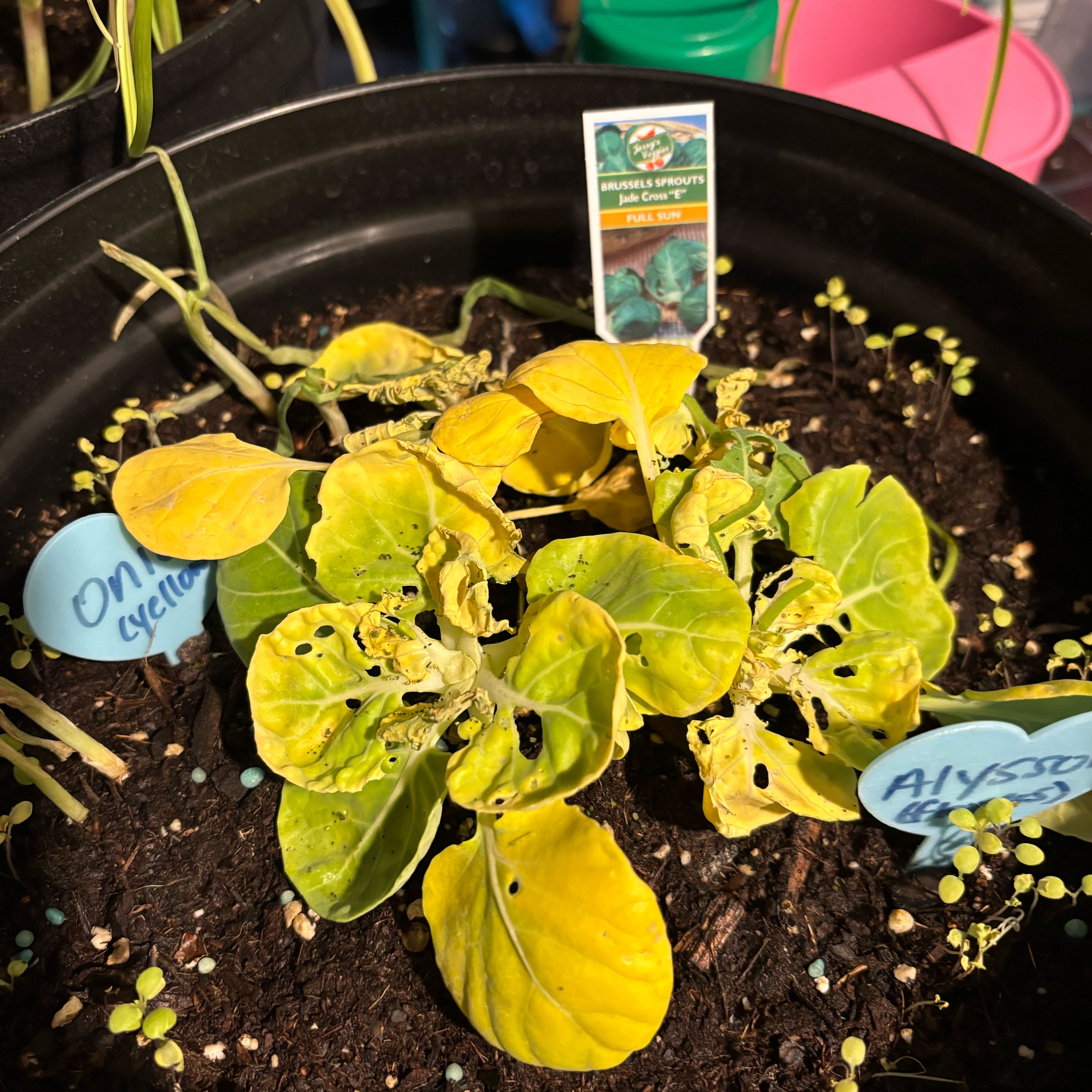Photo of the plant species Brussel Sprout by @NewTukauki0 named Tupot amaroot on Greg, the plant care app