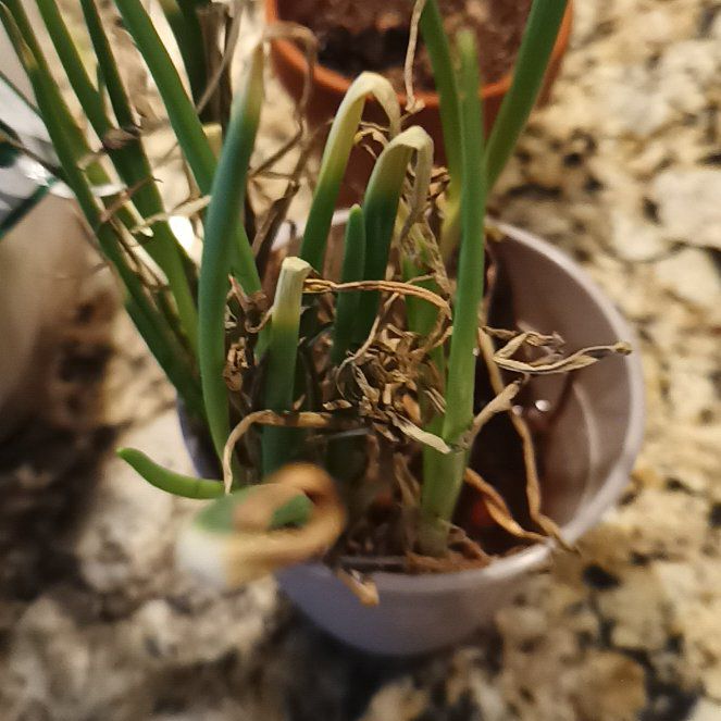 Photo of the plant species Walla Walla Onion by @StarEmoryoak55 named Daphne on Greg, the plant care app