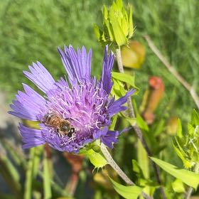 Photo of the plant species Stokes' Aster by @LucidDill69 named Luna on Greg, the plant care app