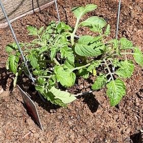 Photo of the plant species San Marzano Redorta Tomato by @LushAsarina61 named Shakira on Greg, the plant care app