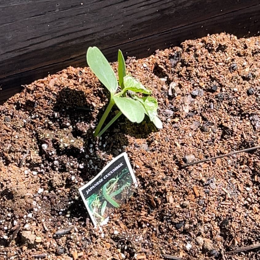 Photo of the plant species Japanese Cucumber by @LushAsarina61 named Miley on Greg, the plant care app