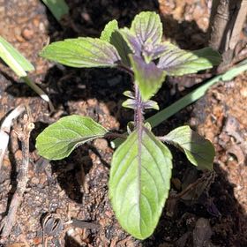 Photo of the plant species Magic Mountain Basil by @LushAsarina61 named Athena on Greg, the plant care app