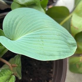 Photo of the plant species Hostas by @HilariousJade17 named Morgan Treeman on Greg, the plant care app