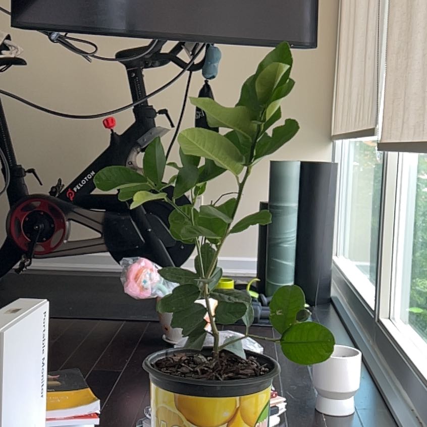 Photo of the plant species Meyer Lemon Tree by @BigPansy28 named ChiChi on Greg, the plant care app