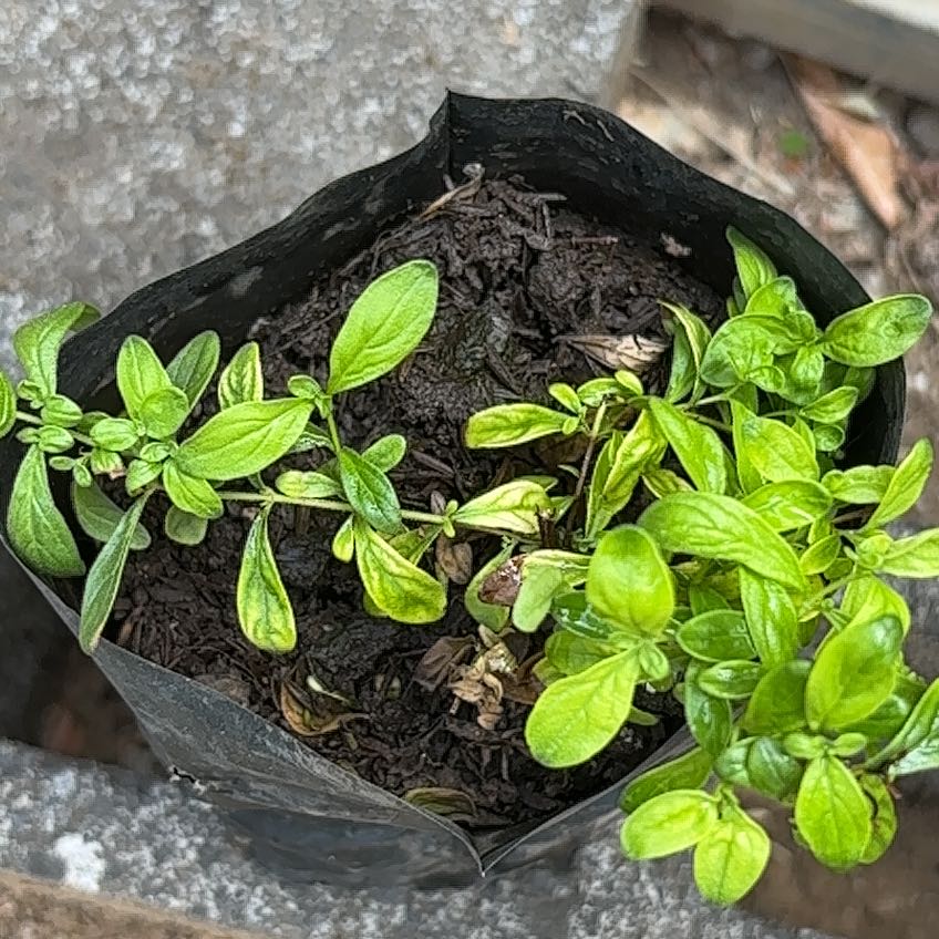 Photo of the plant species Pennyroyal by @FitKatsura94 named Terra on Greg, the plant care app