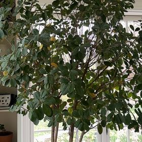 Photo of the plant species weeping fig by @SublimeKowhai15 named Zion on Greg, the plant care app