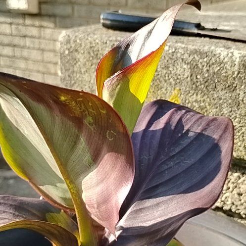 Photo of the plant species Canna Bronze Scarlet by @ZarfCashew10 named Ari on Greg, the plant care app