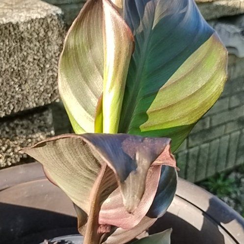 Photo of the plant species Canna Bronze Scarlet by @ZarfCashew10 named Aro on Greg, the plant care app