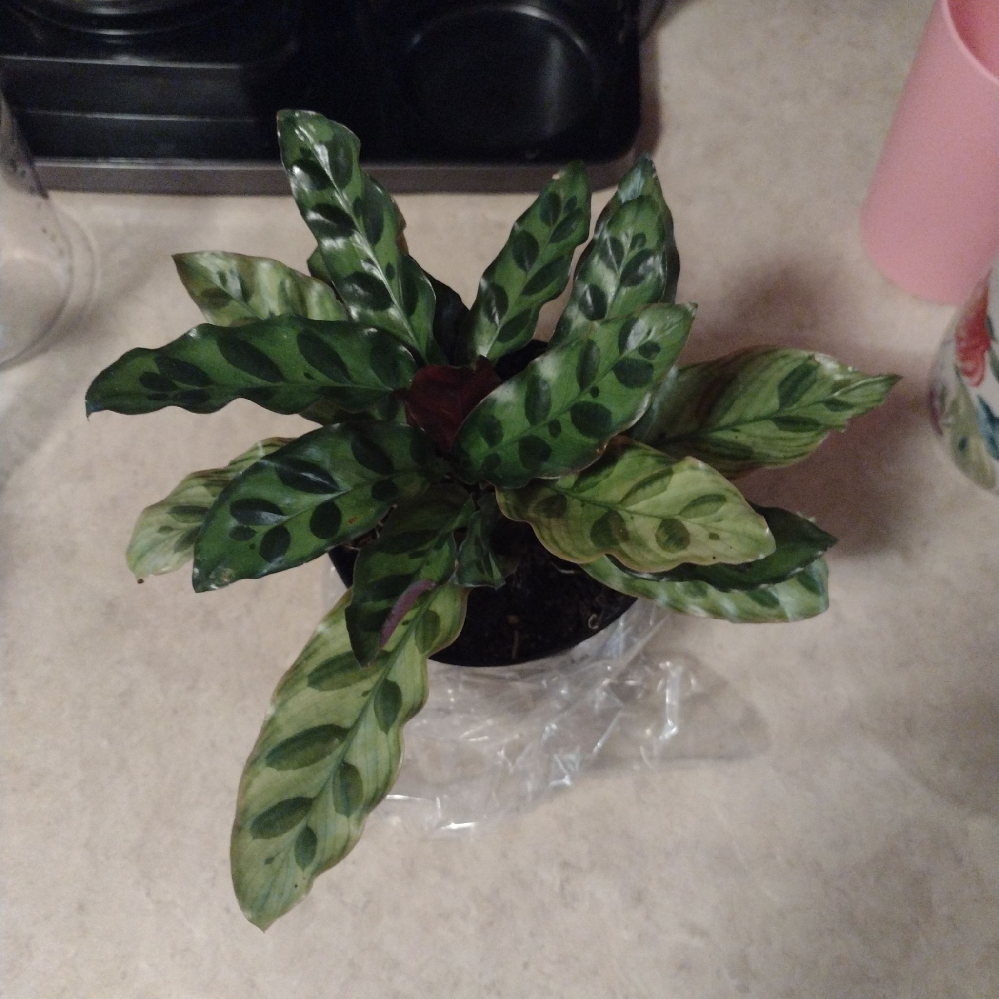 Photo of the plant species rattle snake plant by @HotBlueech11 named Slitheren on Greg, the plant care app