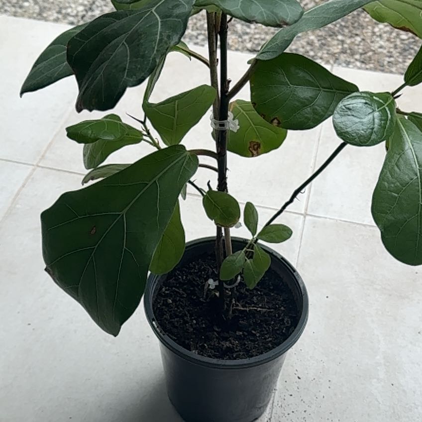 Photo of the plant species Water Oak by @Kazz named Fig Leaf on Greg, the plant care app