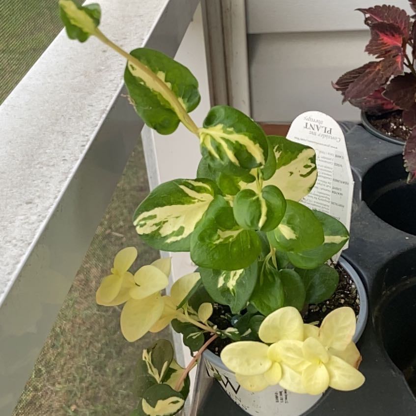 Photo of the plant species Vinca 'Wojo's Gem' by @PrizedBanyanfig named Kobe on Greg, the plant care app