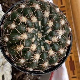 Photo of the plant species Uebelmann's Cactus by @HotPetunia35 named McKinley on Greg, the plant care app