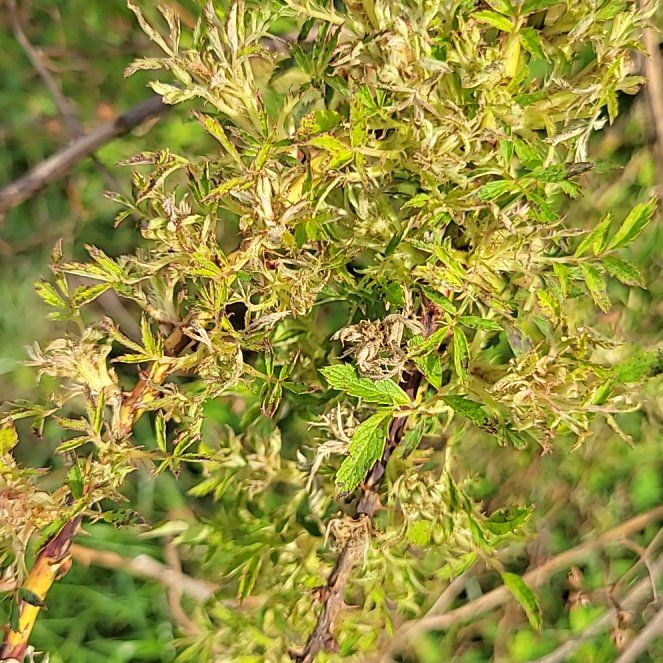 Photo of the plant species Southernwood by @BrainyPalepuma named Willow on Greg, the plant care app